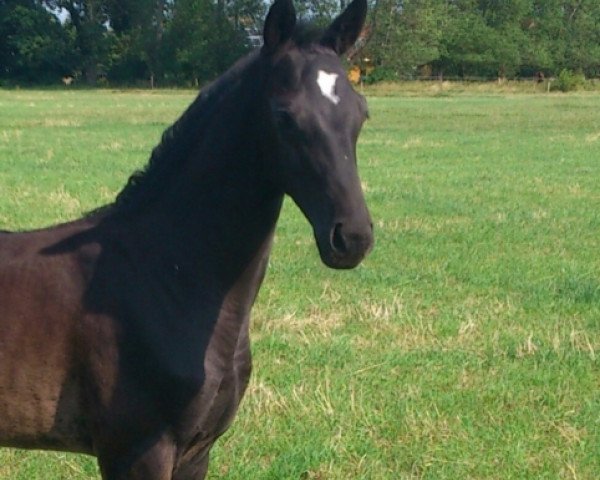 dressage horse Allegra (Oldenburg, 2014, from Grey Flanell)