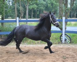 horse Jella von der unrechten Mühle (Friese, 2011, from Quirinus vom Neidhof)