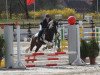 jumper Flipper (German Riding Pony, 1995)