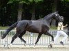 dressage horse Friday Midnight K (Hanoverian, 2010, from Florencio)