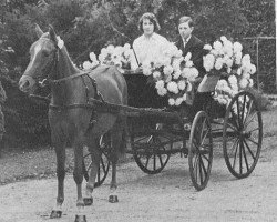 broodmare Oosterbroek Callifoy (New Forest Pony, 1960, from Wigley Nomad)