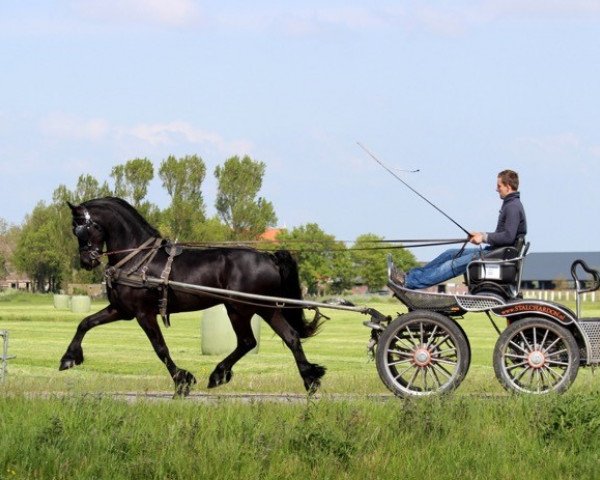 Pferd Lorenz (Friese, 2011, von Harmen 424)