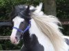 dressage horse Harvey (Tinker / Irish Cob / Gypsy Vanner, 2008)