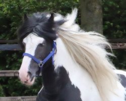 Dressurpferd Harvey (Tinker / Irish Cob / Gypsy Vanner, 2008)