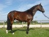 horse Harry Potter von Worrenberg (Hanoverian, 2011, from Hohenstein I)