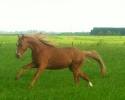 dressage horse Golden Boy 166 (German Riding Pony, 2013, from FS Golden Highlight)