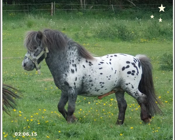 Deckhengst Arum van Masnon (Nederlands Appaloosa Pony, 1998, von Bayern's Artos.)