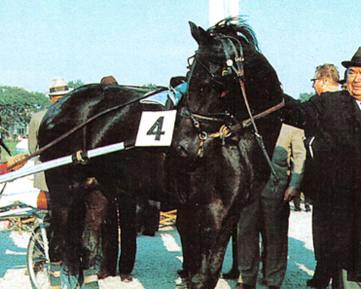 Deckhengst Advokat (AT) (Traber, 1965, von Anwalt (DE))