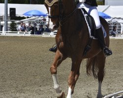 dressage horse Disco's Dominant (Württemberger, 2003, from Disco-Tänzer)