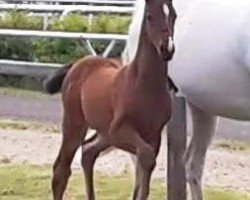 stallion CordyCart (Hanoverian, 2015, from Cordynox)