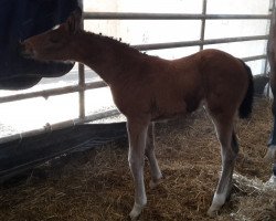 broodmare Deluna (Hanoverian, 2015, from Desperados FRH)