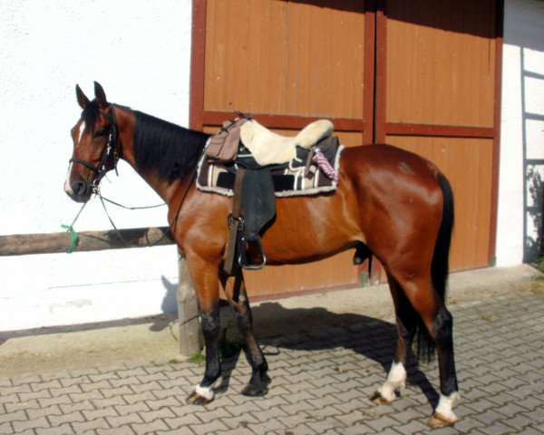 horse Giotto (Traber, 2008)