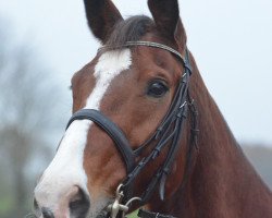 horse Sensation MB (KWPN (Royal Dutch Sporthorse), 1999, from Clavecimbel)