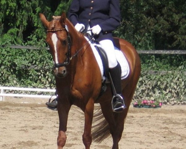 horse Vitali (German Riding Pony, 1995, from Varello)