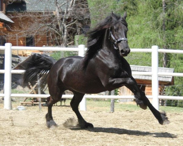 horse Lenchen von der Nockalm (Friese, 2011, from Eibert 419)