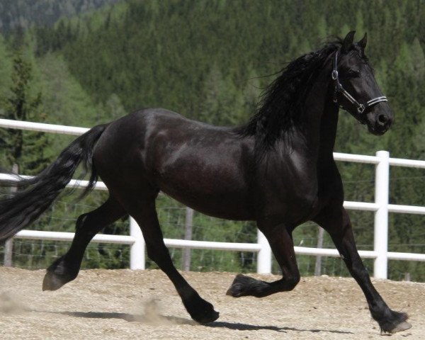 horse Kathinka von der Nockalm (Friese, 2011, from Eibert 419)