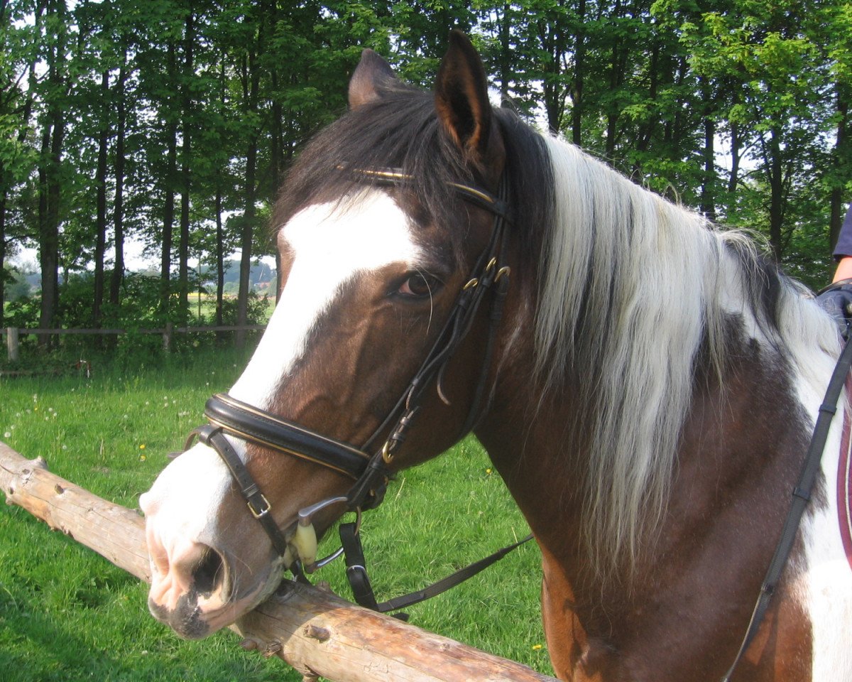 broodmare Debby 60 (Tinker-Mix / Pinto Tinker / Crossbreed, 1984)