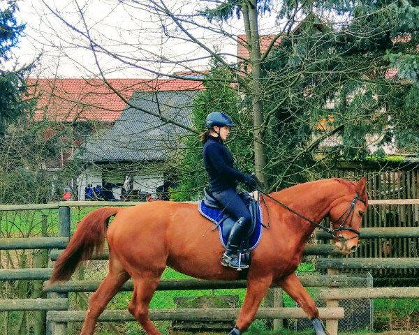 horse Winni Touch 2 (Hessian Warmblood, 2004, from Welton)