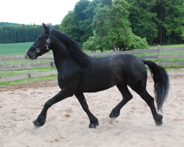 horse Wander (Arabofriese, 2007, from YK Dark Danilo)