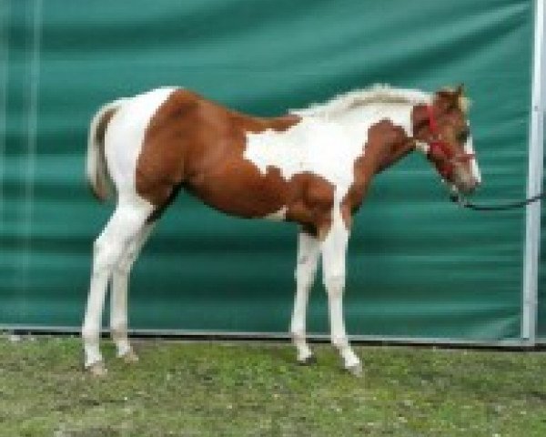 Pferd Pearls Magic Rose (Paint Horse, 2015, von GI Nocona Freckle Bar)