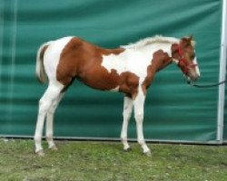 Pferd Pearls Magic Rose (Paint Horse, 2015, von GI Nocona Freckle Bar)