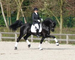 stallion Yk Dark Rico S (Arabofriese, 2005, from Yk Dark Ynte)