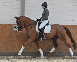 broodmare Daimi (Hanoverian, 2007, from Don Frederico)