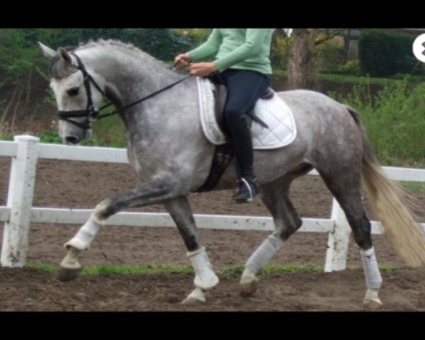 dressage horse Finlay's Dream (Hanoverian, 2010, from Fiderstar)