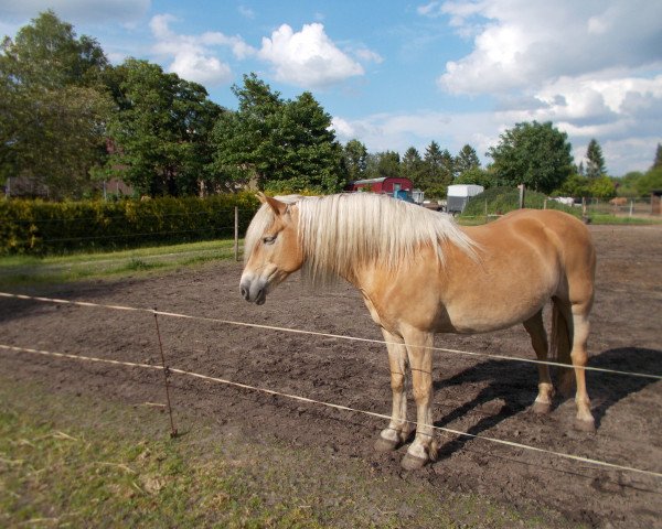 broodmare Sandrin (Haflinger, 2006, from Stresemann)