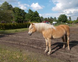 Zuchtstute Sandrin (Haflinger, 2006, von Stresemann)