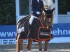 dressage horse Gentleman 207 (German Riding Pony, 2003, from FS Golden Highlight)