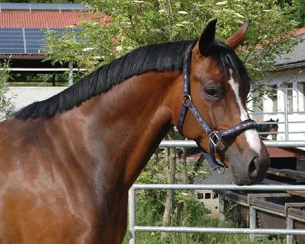 dressage horse Pennylane (Bavarian, 2008, from Don Argentinus)