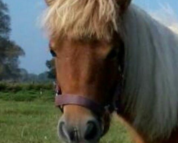 Zuchtstute Mara 396 (Dt.Part-bred Shetland Pony, 2013, von Unbekannt PONY)