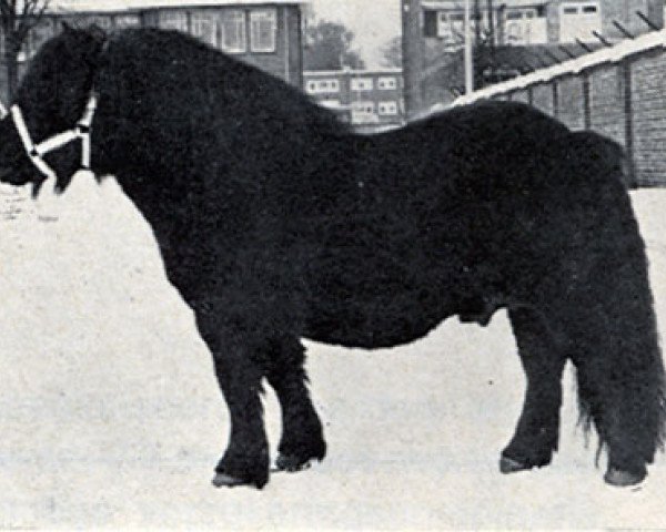 stallion Ozal van Oud Crailo (Shetland Pony, 1957, from Spotlight of Marshwood)