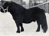 Deckhengst Ozal van Oud Crailo (Shetland Pony, 1957, von Spotlight of Marshwood)