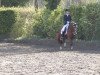 dressage horse Debby (German Riding Pony, 2002, from Dornik B)