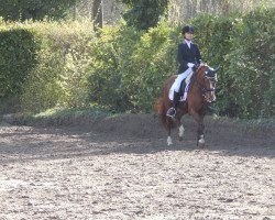 dressage horse Debby (German Riding Pony, 2002, from Dornik B)