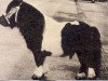 stallion Timmy van Stal Wilhelmina (Shetland Pony, 1961, from Spotlight of Marshwood)