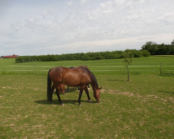 Pferd Whitney (Bayer, 2006, von Krack C)