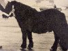 Deckhengst Randolph van Stal Rodichem (Shetland Pony, 1959, von Spotlight of Marshwood)
