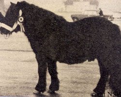 stallion Randolph van Stal Rodichem (Shetland Pony, 1959, from Spotlight of Marshwood)