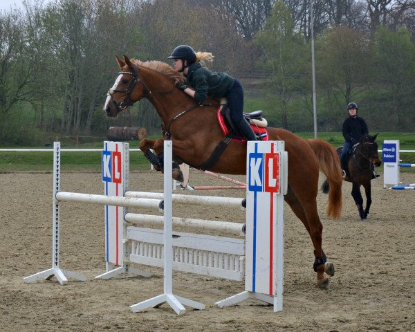 jumper Chelsy 16 (Hanoverian, 2008, from Champion For Pleasure)