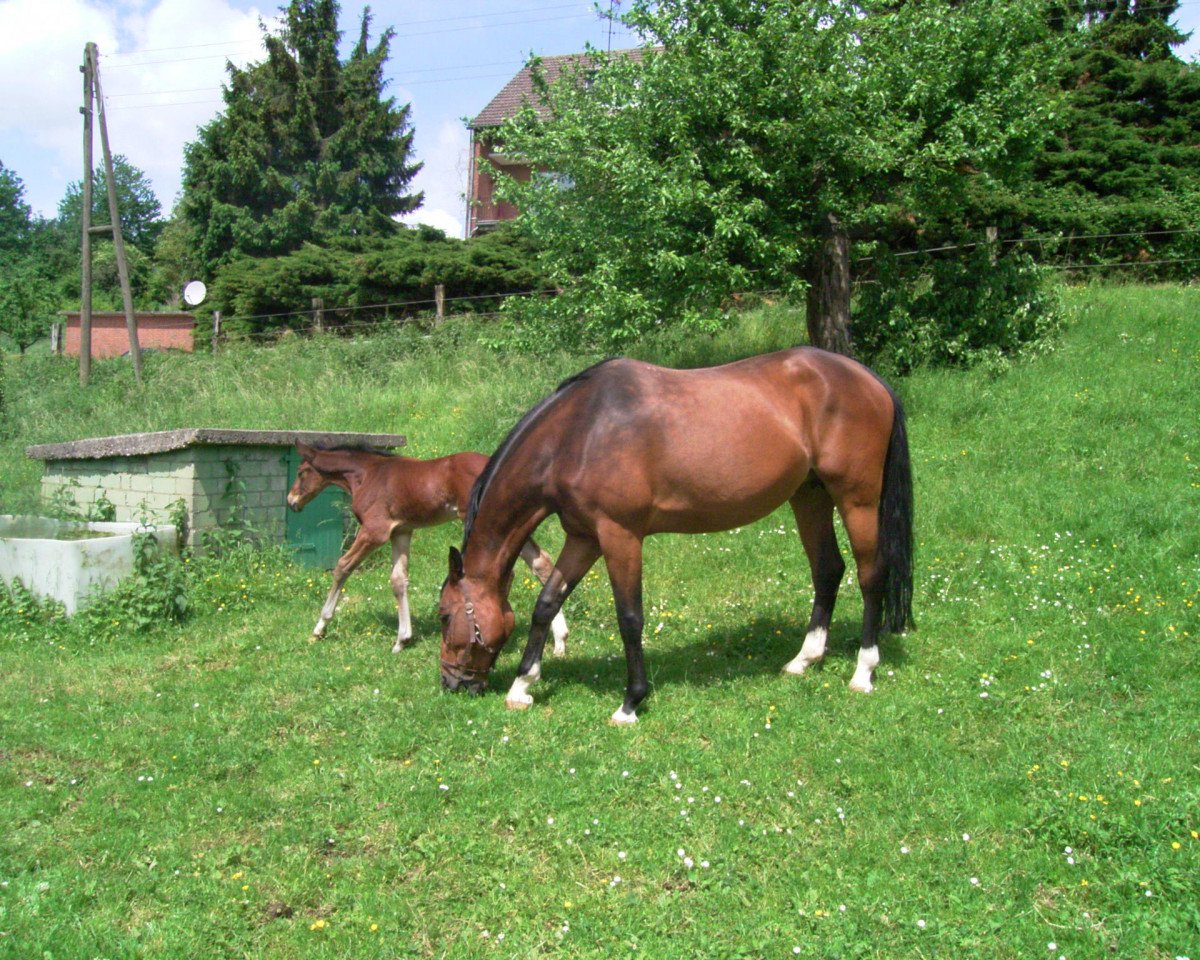 broodmare Landliebe (Westphalian, 1997, from Lancer II)