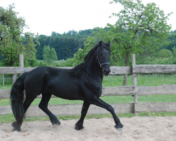 horse Maestro (Arabofriese, 2012, from Yk Dark Rico S)