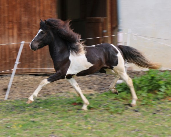 Pferd Herkur vom Sulzhof (Islandpferd, 2013, von Fagur von Roetgen)