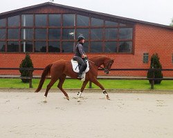 jumper Florabella 2 (Hanoverian, 2010, from Fuechtels Floriscount OLD)