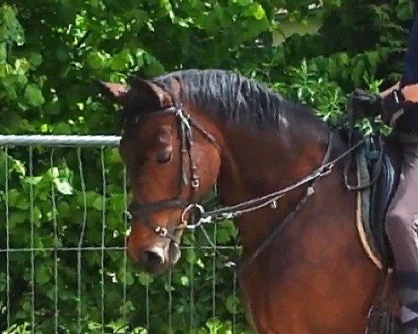 jumper Stute von Montreal (KWPN (Royal Dutch Sporthorse),  , from Montreal)