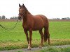 dressage horse Saphira 136 (Oldenburg, 2006, from Smetana)