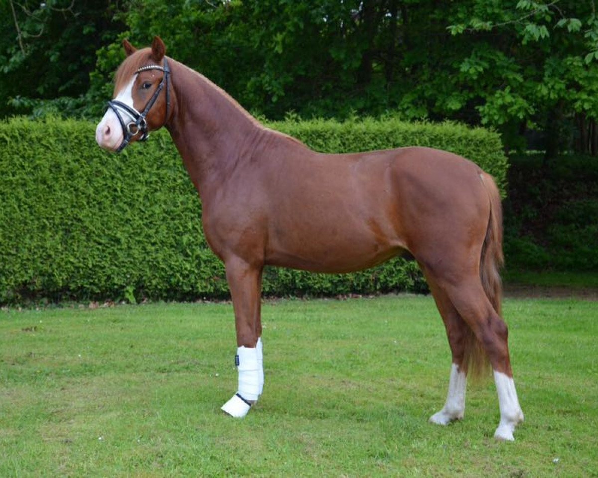 Springpferd Mr. X (Deutsches Reitpony, 2013, von FS Mr. Right)