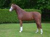 dressage horse Mr. X (German Riding Pony, 2013, from FS Mr. Right)